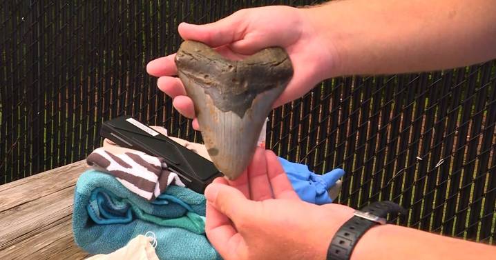 Diver discovers massive megalodon tooth off Wilmington coast :: WRAL.com