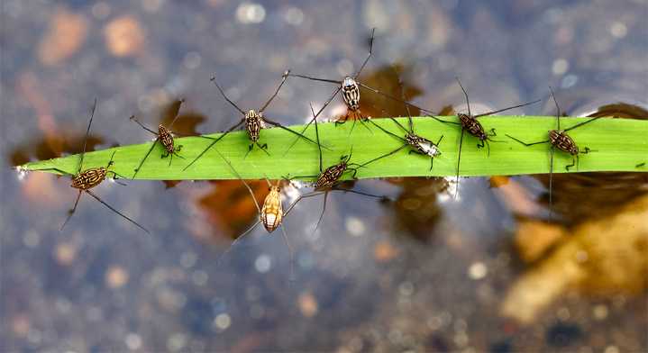 Water striders walk on water or breathe under it, have wild bursts of speed and paralyze their prey