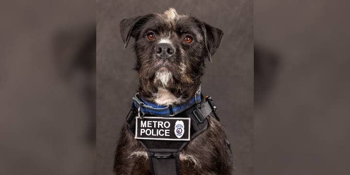 Retired Metro Police therapy dog semi-finalist in national competition