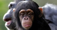 Chimpanzees pick up communication styles from their moms, not their dads