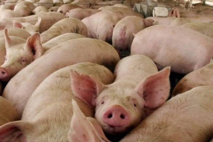 La producción de capones marca un récord histórico pese al aumento de costos