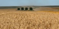 Vintage harvest: Zeeland family takes a step back in time, uses old machinery for wheat harvest