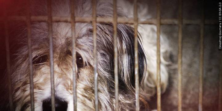 Springfield Police discover injured dog in bag
