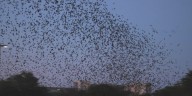 College Station’s Northgate becomes roosting site for thousands of migrating birds