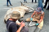 Rodeo bull on way to get hooves trimmed escapes, runs wild on Abbotsford highway