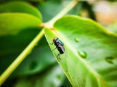U.S. Resident Diagnosed With Rare Screwworm Parasite After Travel