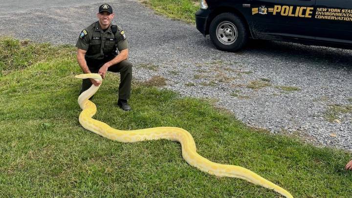 Why was a giant python on the loose in SC? See capture video