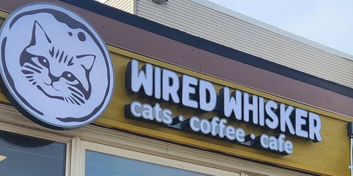 Duluth business celebrates International Cat Day with walking cat tour