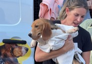Save beagles