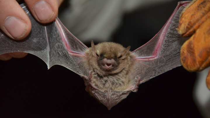 A bat flew into a MA woman's mouth. She ended up with a $20,000 bill
