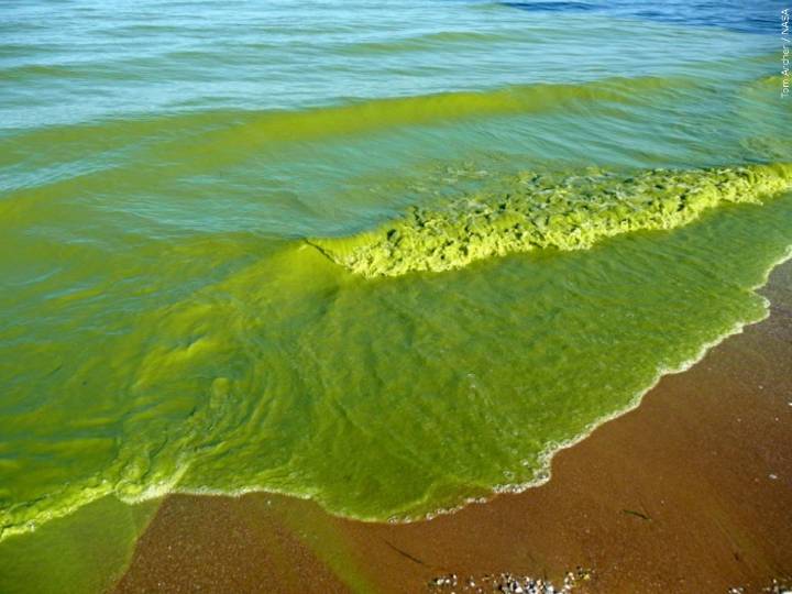 Toxic blue-green algae found in Lancaster County lake