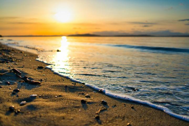 Over 20 WA Beaches Shut Down for Poisonous Shellfish Harvesting