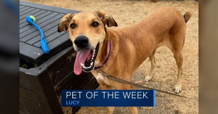 Lucy, our beautiful Pet of the Week, has a calm heart and a loyal soul