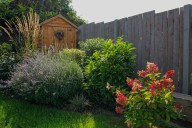 Garden Experts All Agree—This Beloved Perennial Doesn’t Belong in Shade