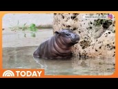 Mom Steps in When Zoo Staff Can’t Convince Hippo out of Pool