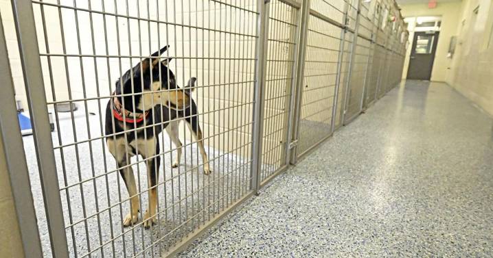 Photos: Adoptable pets at CAA hope for a home as shelter reaches capacity