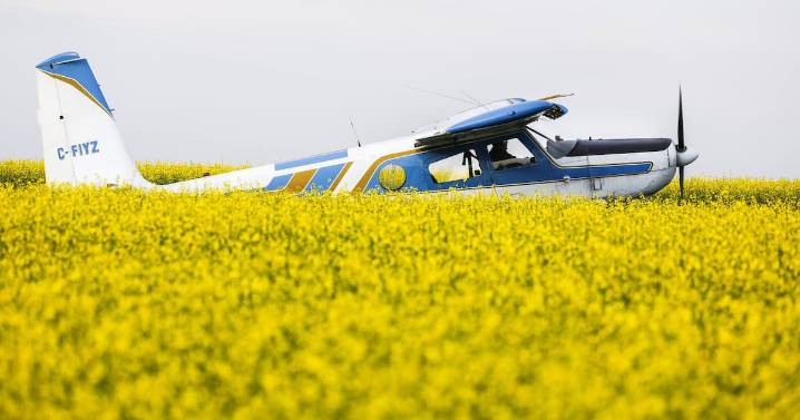 Canola tariff from China comes into force on Canadian crop