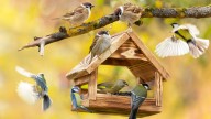 The Common Backyard Bird You Don't Want To See Anywhere Near Your Bird Feeder