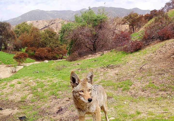 Coyotes chewing on the plastic driplines and other gardening issues