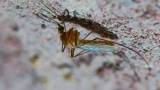 After Salt Lake, Cache County reports two human cases of West Nile virus