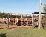 Se capacitó a productores santotomeños en inseminación artificial