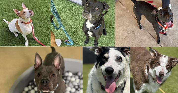 These are WPTV's 'Underdogs' of the week, looking for their fur