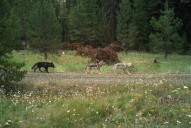 Wolf Removed From NE Washington’s Sherman Pack