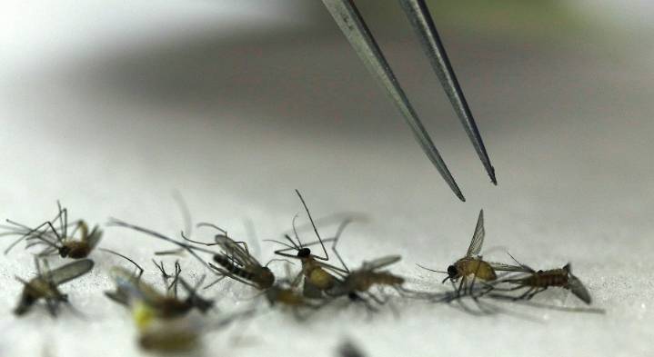 Williamson County mosquito samples test positive for West Nile Virus