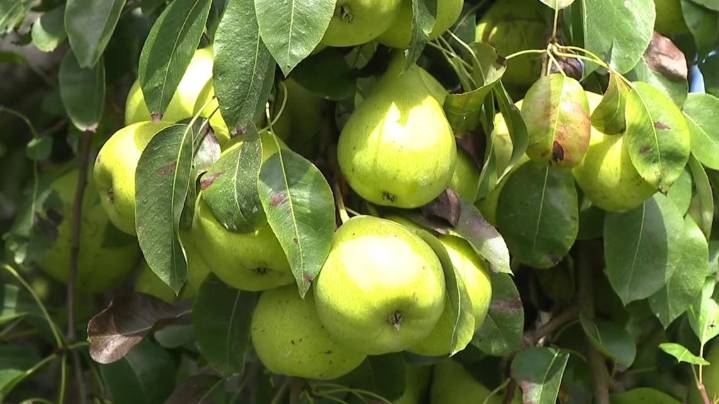 Pear season begins in Central Pennsylvania