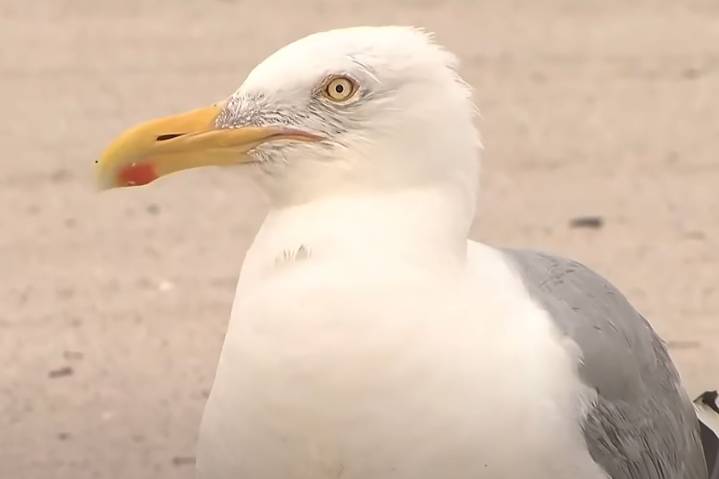 Cecil the Seagull Is ‘Terrorizing’ People at This Seaside Town