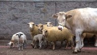 En 15 municipios de Zacatecas se refuerzan acciones contra la rabia paralítica bovina