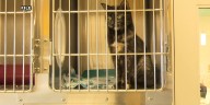 Berrien County board supports proposed new law that would help house abused, neglected animals