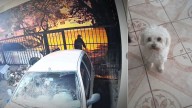 Robo en San Pedrito: los ladrones se llevaron una perra caniche y la buscan intensamente