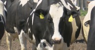 Appeals court upholds DNR's power to require permits for how large farms manage manure