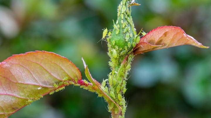 Aphids will avoid your garden this summer if you sprinkle this $3 baking staple