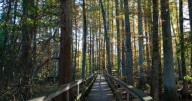 Tom Richardson: How an EU regulation threatens America's family forests