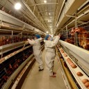 China veta la entrada de productos avícolas españoles por los brotes de gripe aviar