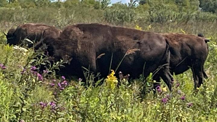 Bison back in Indiana: the IU mascot and the real, majestic animals at a public nature preserve