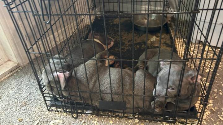 cachorros son rescatados de hogar en Long Island lleno de drogas