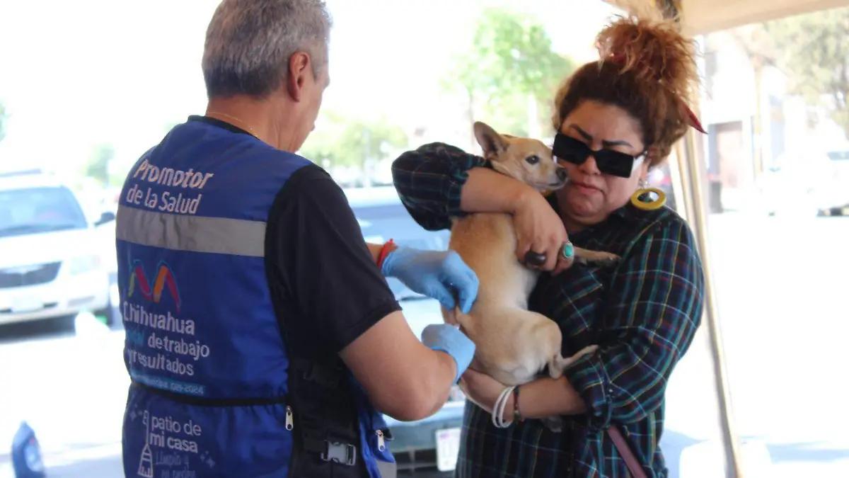 Rickettsia: Cuáles son los síntomas de esta enfermedad que se transmite por la picadura de garrapatas