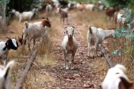 Photo | Goats enjoy communal dining experience