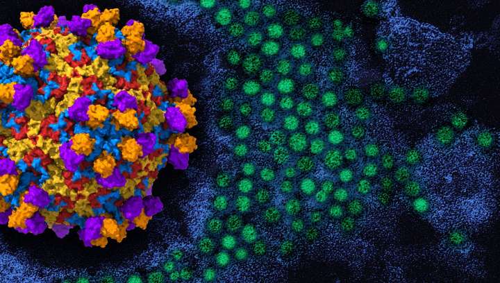 COVID-19 "Vaccine Alternative" Based On Monoclonal Antibodies May Be On A Fast