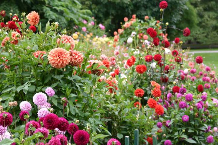 10 Summer Flowers That Peak in Late August