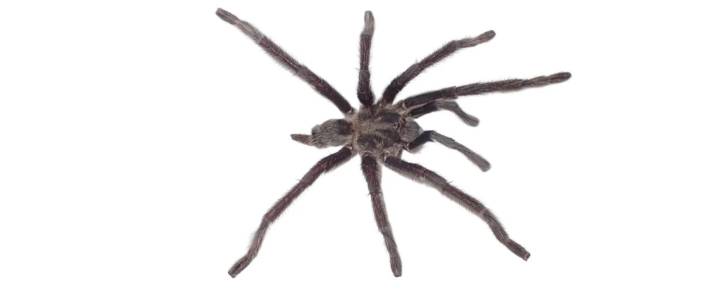 Meet The 'Genital King' Tarantula And Its Record