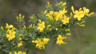 La planta perfecta para sembrar en septiembre y que florezca en verano