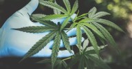 Comisión Primera de la Cámara aprobó en primer debate el uso de cannabis adulto en Colombia