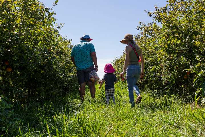 Ready for U-Pick season? See when to find your favorite Michigan apple