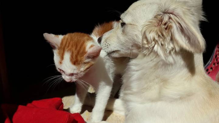 Las mascotas sufren menos golpes de calor gracias a la mayor concienciación de la población