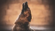 ¿Sabes qué significa cuando tu perro aúlla? Los veterinarios tienen la respuesta