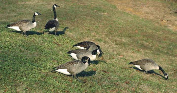 Summersville considers mitigating its Canada geese, may pay feds for legal removal, euthanasia